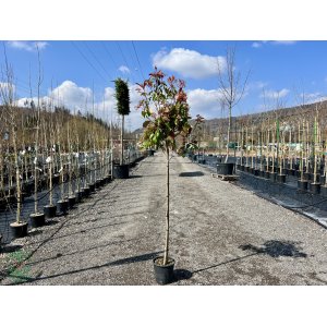 Červienka Fraserova (Photinia × fraseri) ´RED ROBIN´ - výška 170-200 cm, obvod kmeňa 4/6 cm,  kont. C7L (-24°C) NA KMIENKU